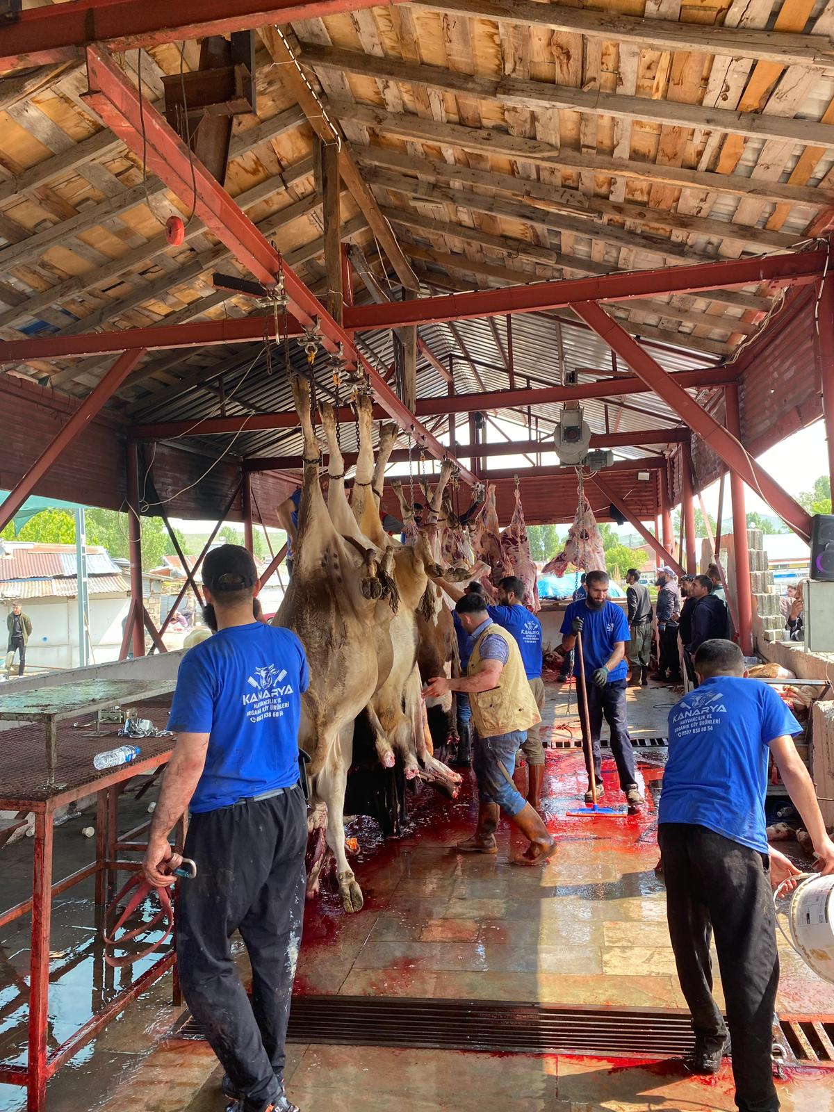 Kanarya Hayvancılık